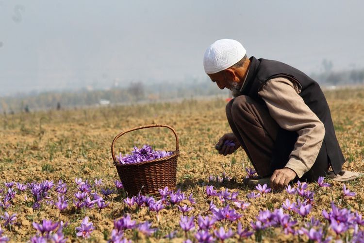 A saffron grower gathering purple crocus flowers into a wicker basket in a Pampore field