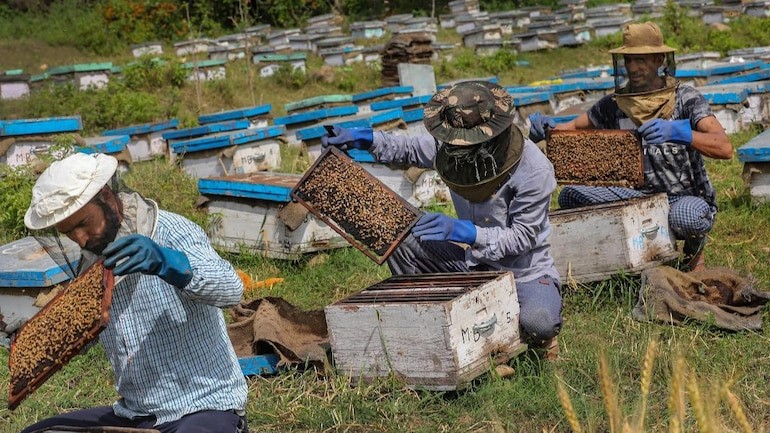 Beekeepers tending to hives in a field in Kashmir