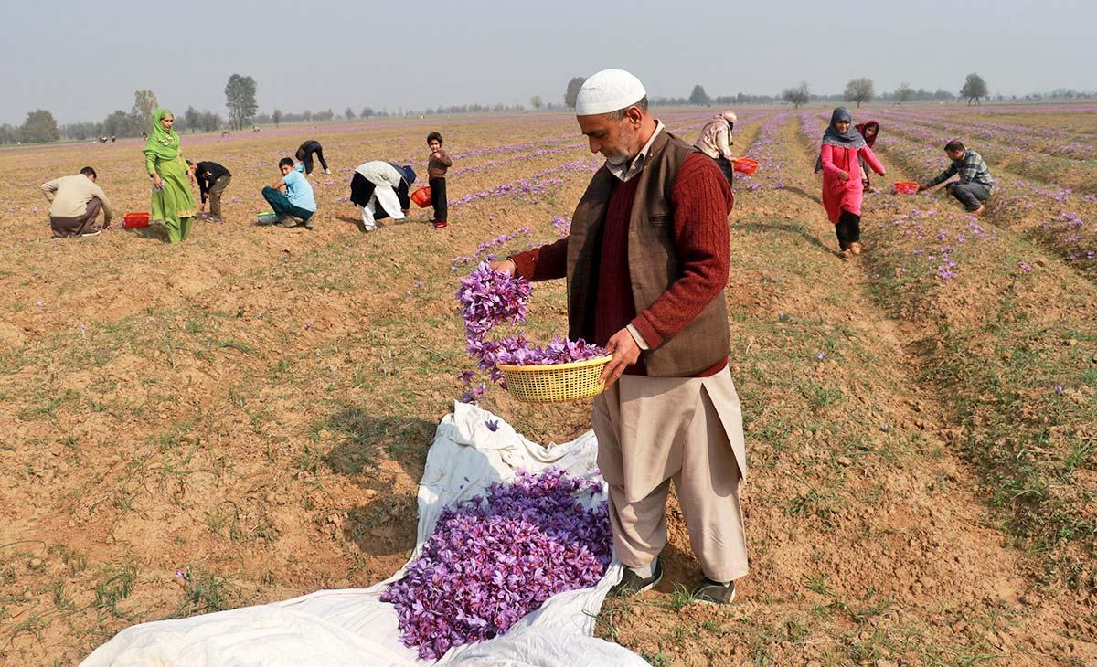 Kashmiri growers gathering crocus flowers in a saffron field
