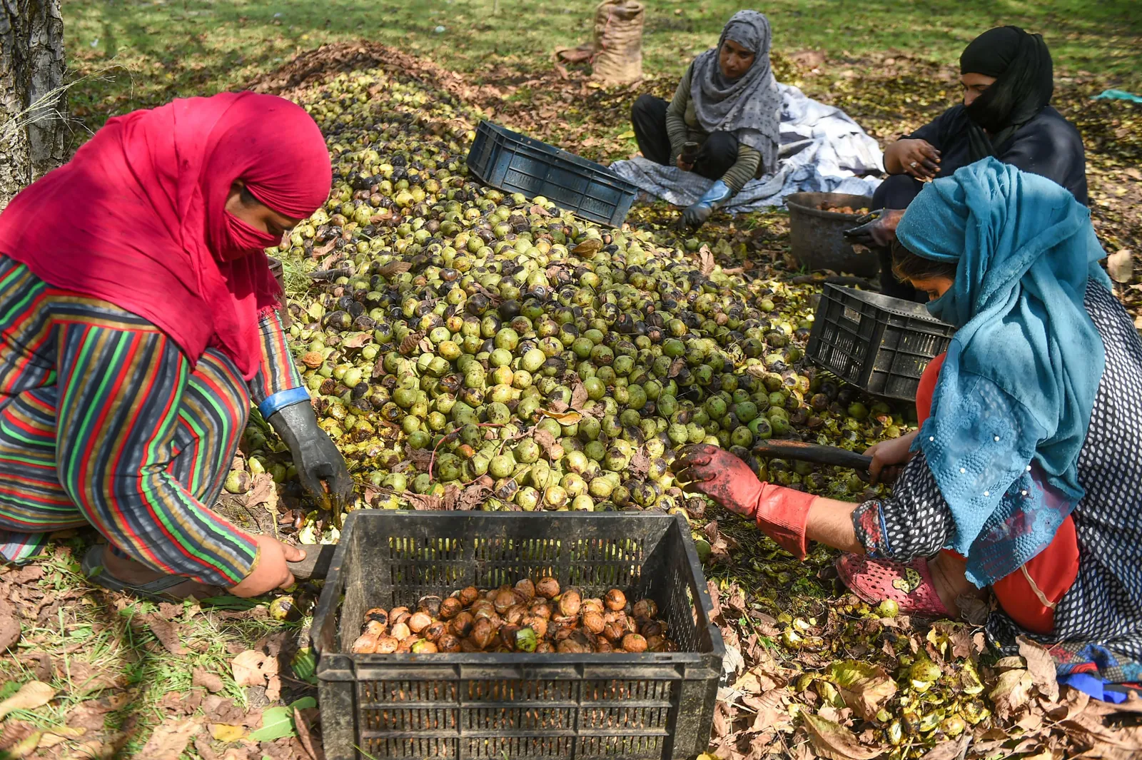 Kashmiri growers sorting freshly harvested walnuts in an orchard